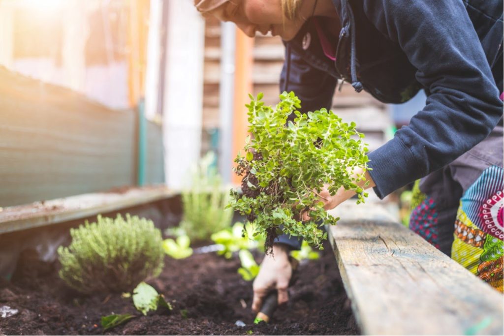 plantation de plantes a nantes